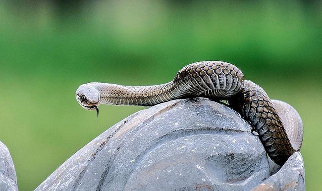 梦境中的恐惧与启示，解析梦见被蛇追着跑，且蛇还吃了人的深层含义