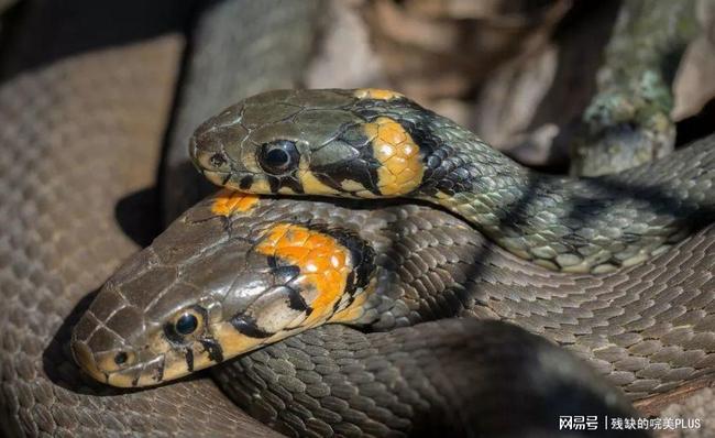 梦见自己把蛇杀死了最后自己也死了要靠蛇才能救活自己，一场梦境的深层解析