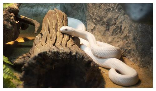 梦境解析，老公梦中遭遇双蛇，一条被砸死一条逃脱的深层含义