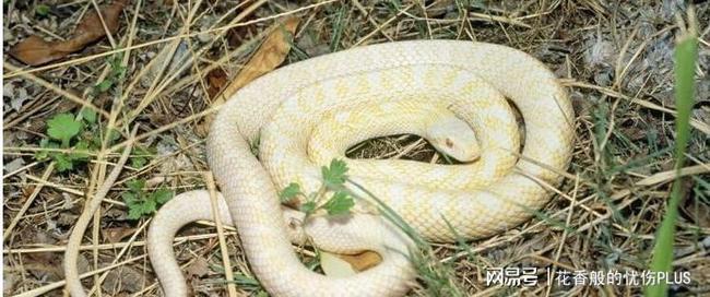 梦游蛇影，解析女友梦中小白蛇与青蛇的寓意及其咬臂之谜