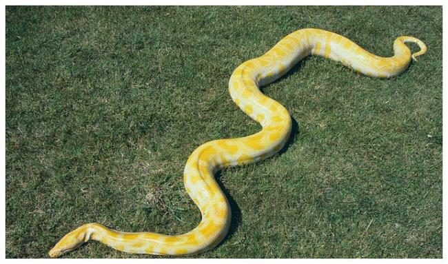 梦到两条大蟒蛇在我家，寓意、心理解析与应对策略