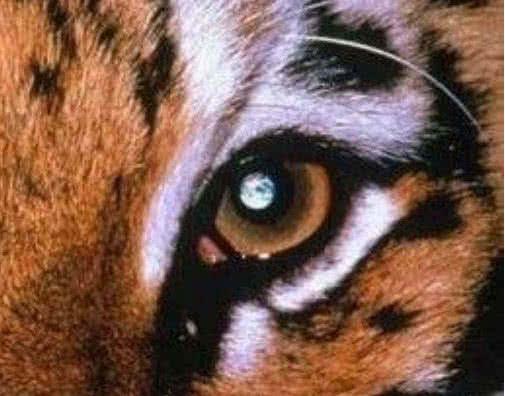 梦见老虎趴在自己背上，探索梦境背后的深层含义与心理解析