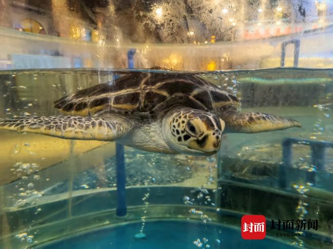 梦见水池有两条鱼和一只乌龟，探索梦境中的神秘象征