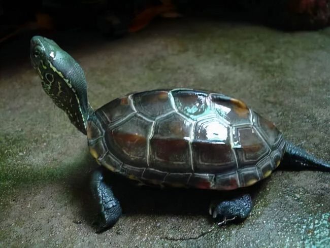 梦见乌龟后发现怀孕了，梦境与现实的神秘交织