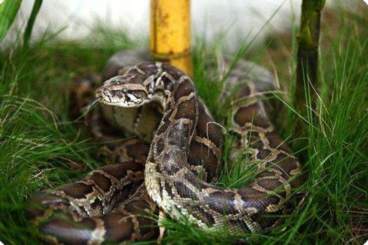 梦境启示，大蟒蛇水中游弋终遇终结，寓意深长的心理解析