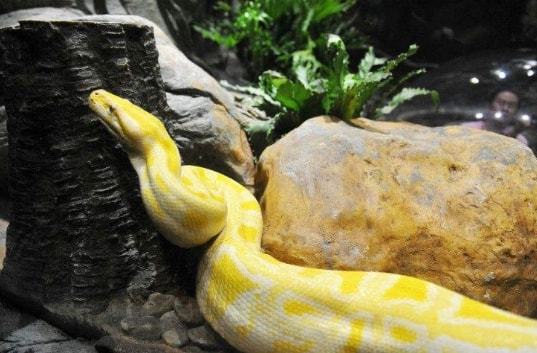 梦见自己去拿死蛇和死鳄鱼，探索梦境背后的深层含义