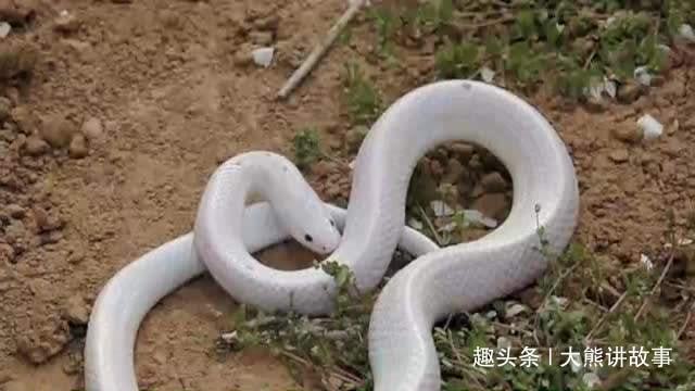 梦境之谜，解析梦到杀了一条蛇并从嘴部将其弄成两段的深层含义