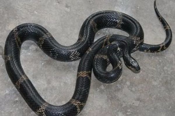 梦见黑色断蛇，潜意识的警示与自我保护的象征