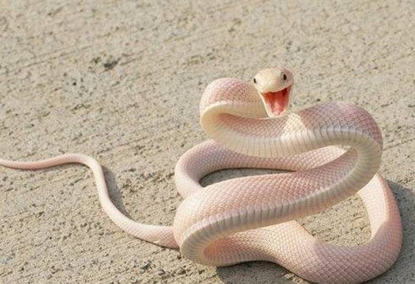 梦回腹间，蛇行与掌控——深度解析梦见蛇从自己肚子上爬过并抓住它的寓意