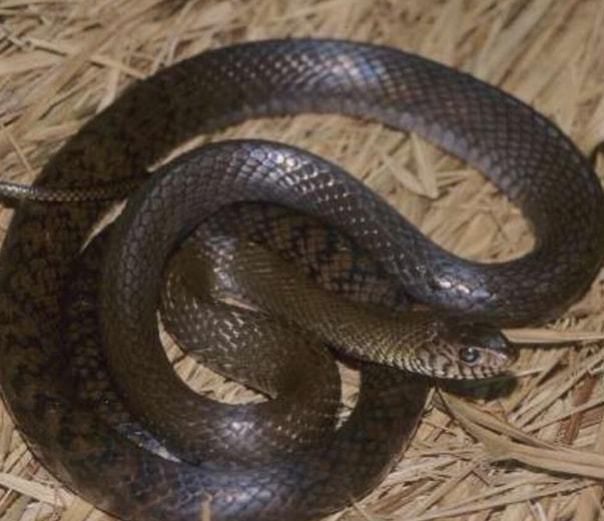 梦境解析，女孩梦到蛇的深层含义与心理解析