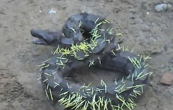 老人梦见大蟒蛇，梦境背后的深层含义与解析