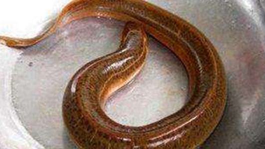 梦见好多蚯蚓，探索潜意识中的深层寓意