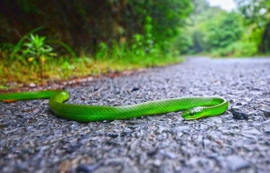 梦见一床蛇，潜意识的警示与内心探索的启示