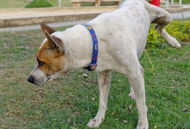 梦见狗咬自己的腿，梦境背后的深层含义与解析