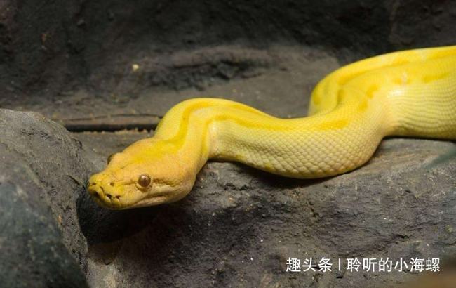 梦境解析，为何会梦到好多好多蛇，以及那只金黄色大蟒蛇的缠绕？