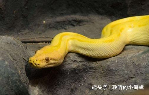 梦境迷踪，金黄色蟒蛇的神秘启示