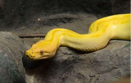 梦见被蛇咬然后蛇最后被杀了，是吉是凶的深层解析