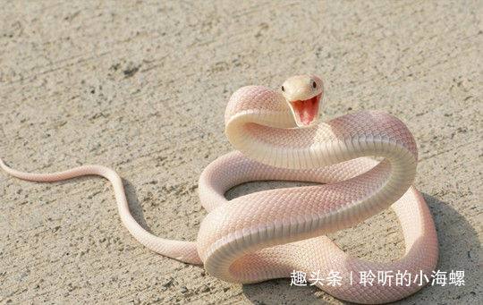 做梦梦见蛇代表什么求解，探索梦境中的神秘符号