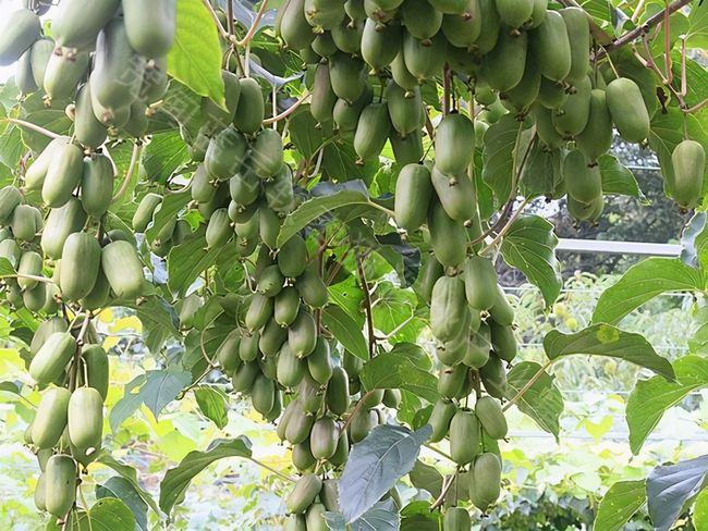 梦境奇观，梨与香蕉共荣于一树——解梦的深层寓意