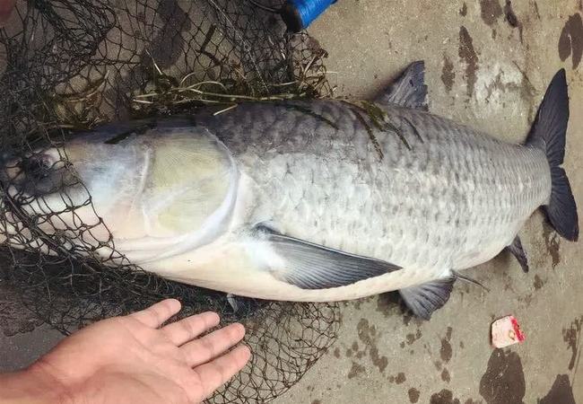 怀孕5个多月梦见鱼，寓意与解析