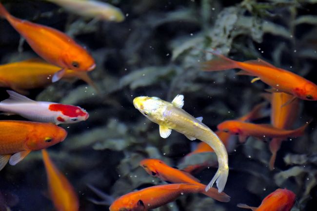 梦到一条金色的鱼在水面上游，寓意与解析