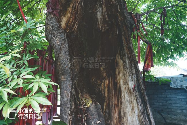 梦见坟上长了一棵古树，探索梦境中的古老象征与心灵启示