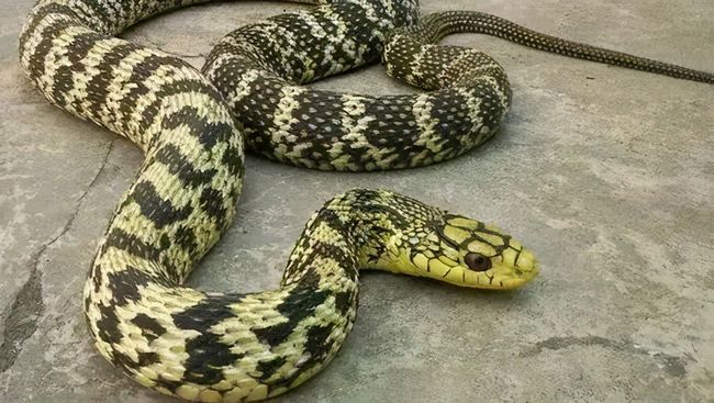 家之守护，梦中大蟒蛇的寓言与母爱的力量