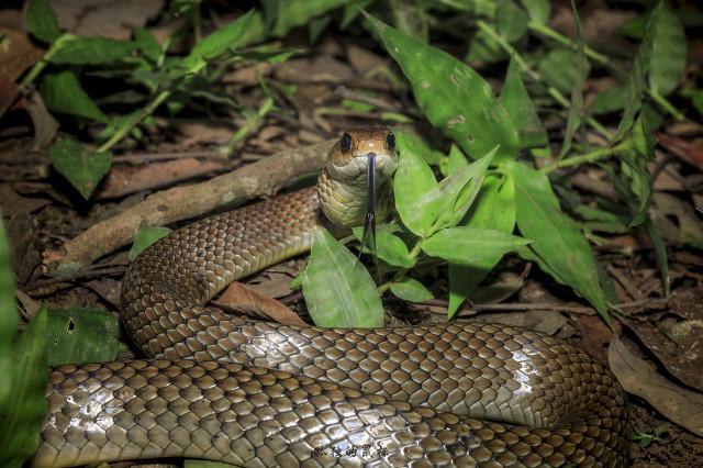 孕妇梦境中的蛇影，被追咬与巨蛇的深层寓意