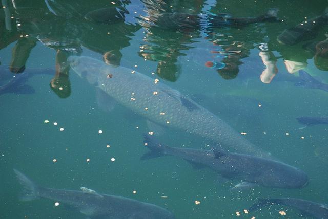 老是梦见在河里抓鱼有什么预兆吗？解读梦境中的深层含义与心理暗示