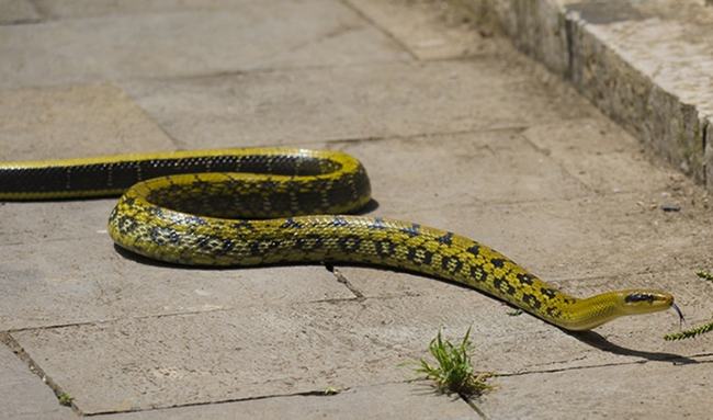 孕妇梦到绿蛇和黑蛇，双蛇梦境的深层解析与寓意