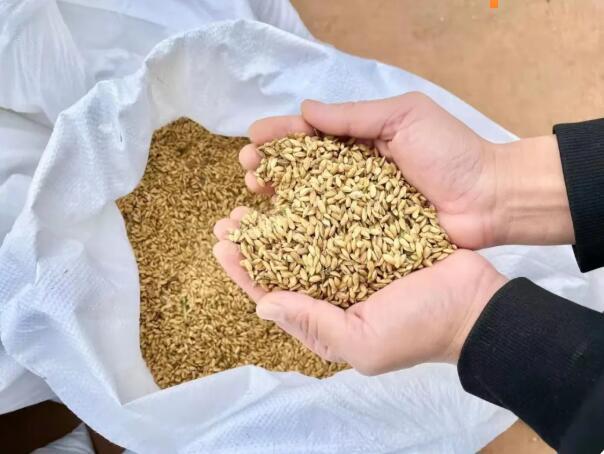 做梦梦见大米，丰收与富足的象征