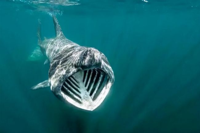 梦境之谜，解析捉鳖与大鱼的深层含义