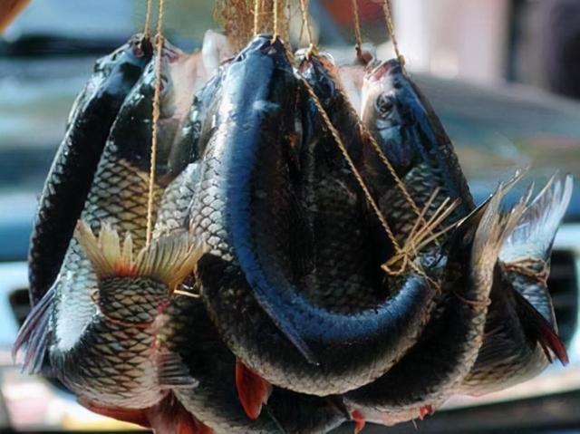 梦境解析，梦见抓了好多鱼，预示着什么？