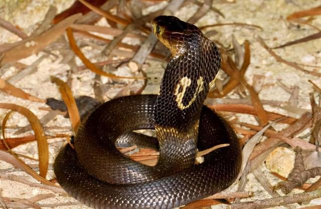 梦见一条黑色小蛇缠在一头牛身上，潜意识的隐喻与象征解读