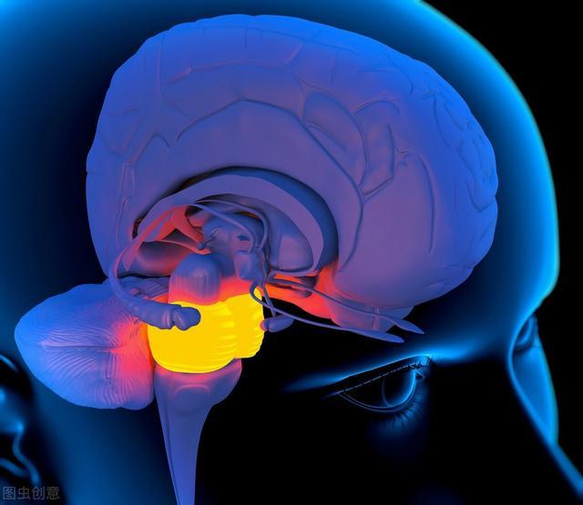 做梦梦见被老鼠咬，潜意识中的警示与内心焦虑的映射