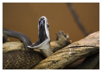 梦魇之蛇，解析昨天做梦梦到蛇在自己身上吓死了的深层含义