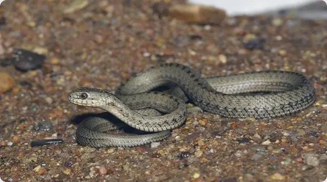 梦见被蛇咬不放，深层寓意与心理解析