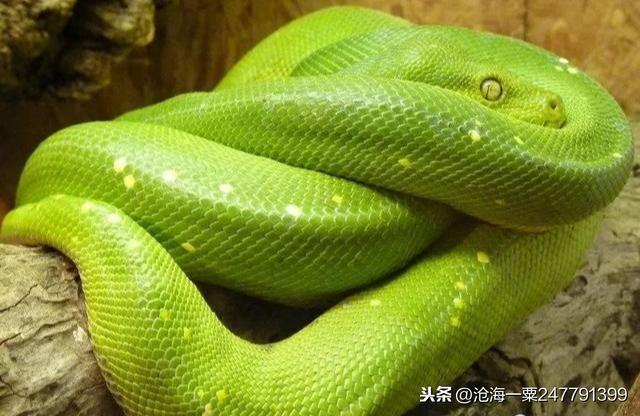 我连续梦见蛇，探索梦境背后的深层含义与心理解析