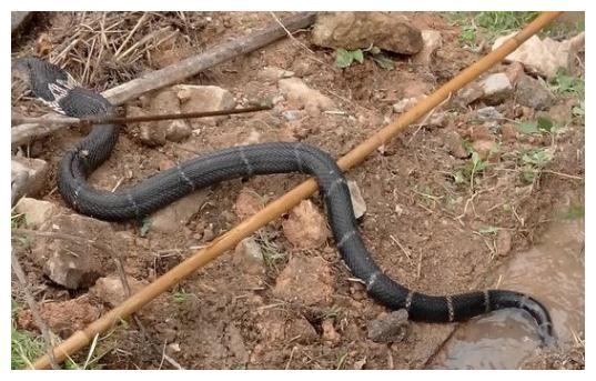 梦见近蛇洞向蛇求助，探索梦境中的神秘寓意与心灵启示