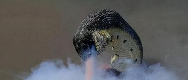 梦之深渊，解析梦中养育巨蟒与化人奇蛇的寓言