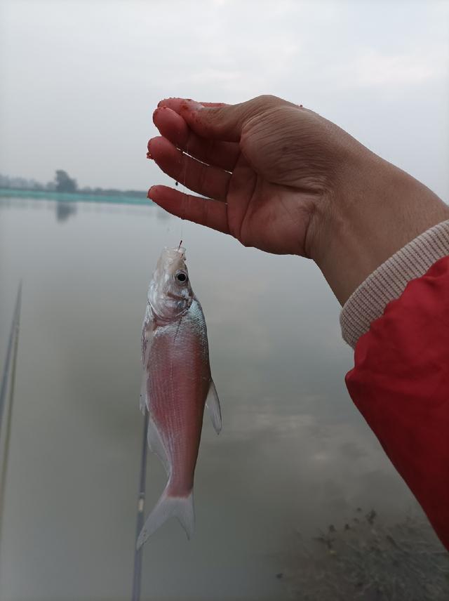 梦见抓鱼，预示好运与收获的象征