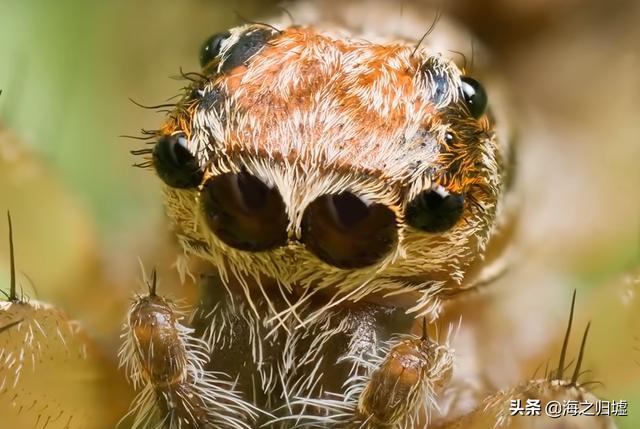 梦见奇怪的蜘蛛，探索梦境背后的深层含义与心理解析