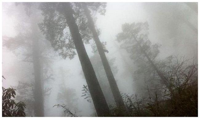 梦境奇观，头断而存，自我接合之谜