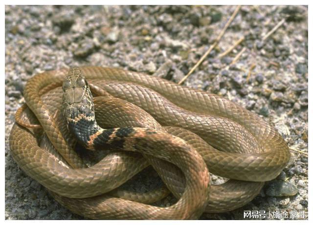 梦见打死一条蛇，梦境背后的深层含义与解读