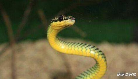 梦见火烧蛇，潜意识的警示与转变的象征