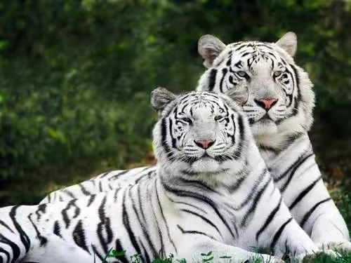 梦境解析，以智胜勇，梦遇老虎的深层含义与心理解读