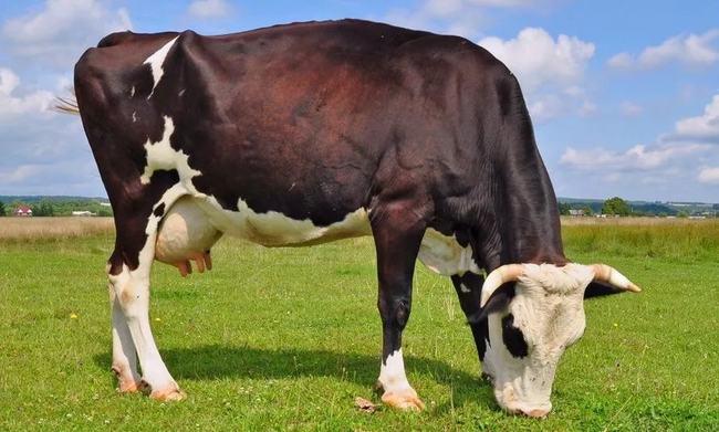 怀孕经常梦见牛，梦境背后的深层含义与解读