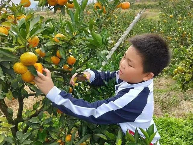 梦境的奇妙之旅，怀孕时梦见树上结满橘子和柿子的深层含义