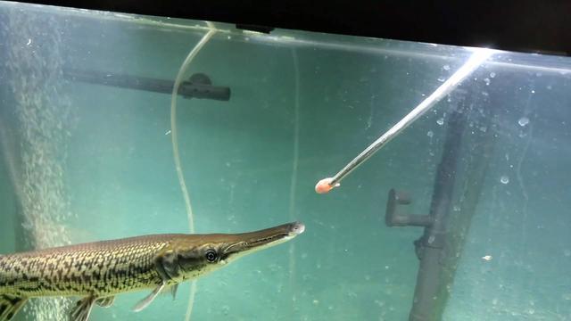 梦回龟鱼共游，一场意外的邂逅与放生的启示