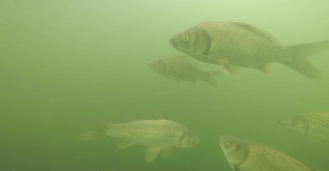 梦境奇遇，梦见一条鱼跃路，幸运之鱼入我手